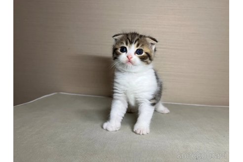 成約済の茨城県のスコティッシュフォールド(折れ耳)-111011の5枚目